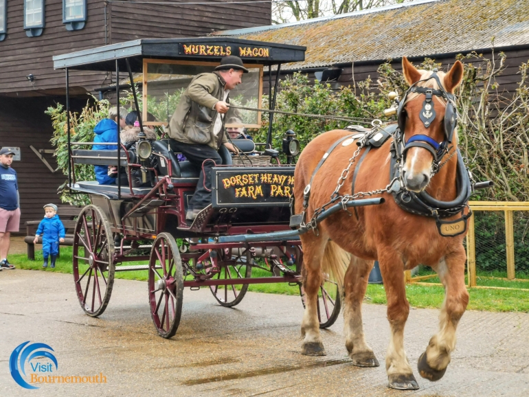 Review: Dorset Heavy Horse Farm Park